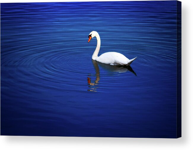 Animal Acrylic Print featuring the photograph A white swan in the lake by Tim Abeln