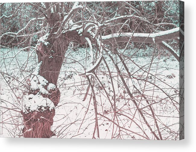A Winter Tree By Marina Usmanskaya Acrylic Print featuring the photograph A winter Tree by Marina Usmanskaya