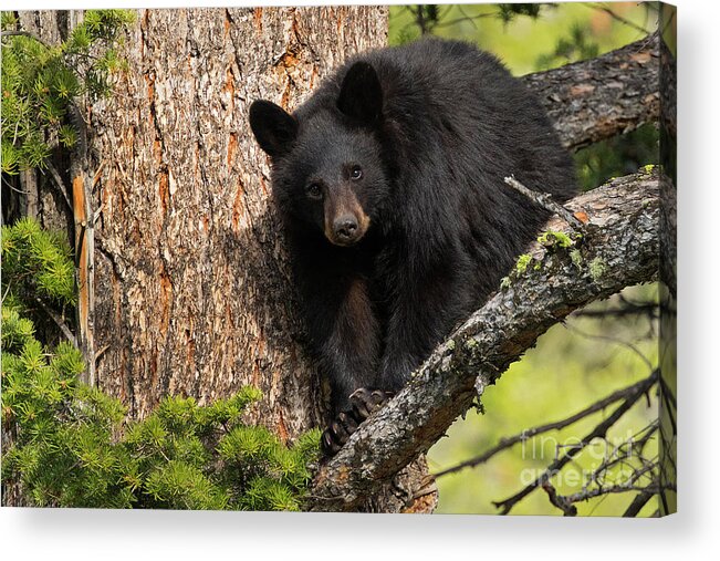 Black Bear Acrylic Print featuring the photograph High Above by Aaron Whittemore