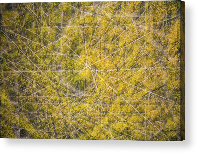 Aspens Acrylic Print featuring the photograph Abstract Aspens by Nancy Dunivin
