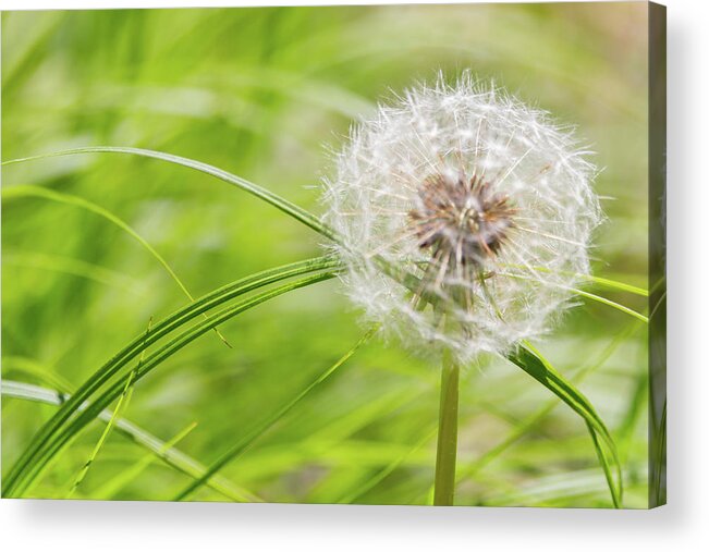 Abstract Acrylic Print featuring the photograph Abstract Grass and Dandelion by SR Green
