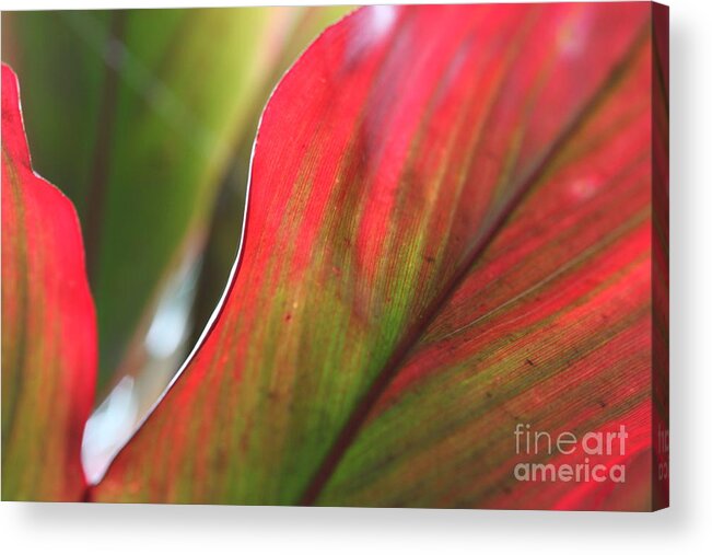 Pink Acrylic Print featuring the photograph Abstract Leaves by Nadine Rippelmeyer