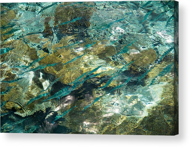 Jenny Rainbow Fine Art Photography Acrylic Print featuring the photograph Abstract of the Underwater World. Production by Nature by Jenny Rainbow