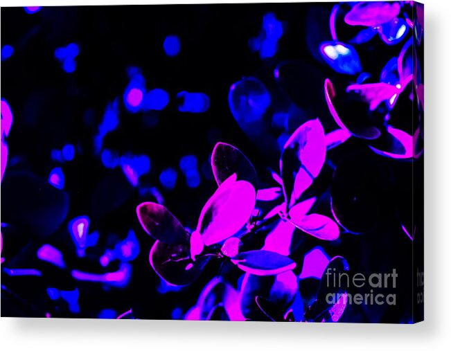  Acrylic Print featuring the photograph Abstract Phlox and Blue by David Frederick