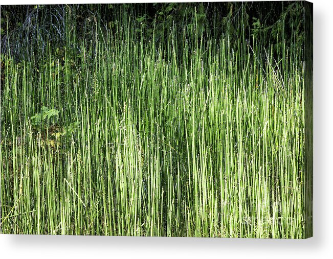  Sierras Acrylic Print featuring the photograph Abstract Reeds by Timothy Hacker