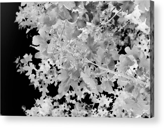 Abstract Landscape Acrylic Print featuring the photograph Abstract Tree Landscape Dark Botanical Art Black Noir by Itsonlythemoon -