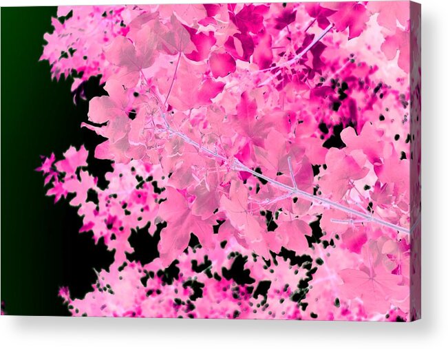 Pink Acrylic Print featuring the photograph Pretty Pink Leaves by Itsonlythemoon -