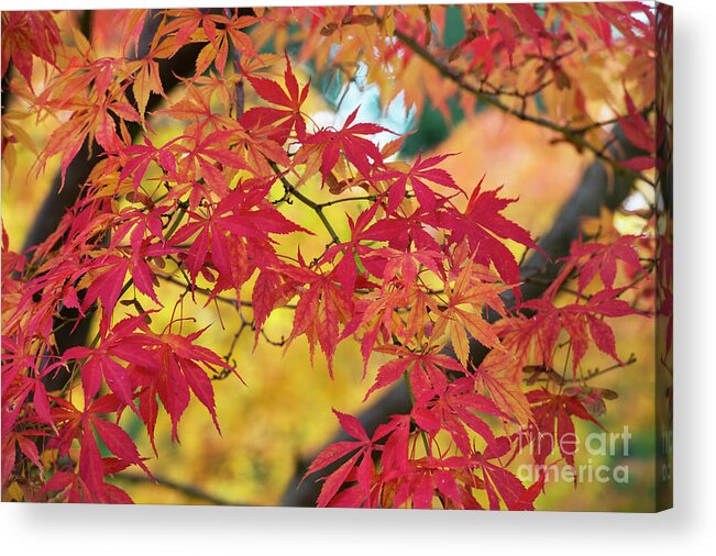 Acer Palmatum Elegans Acrylic Print featuring the photograph Autumn Fire by Tim Gainey