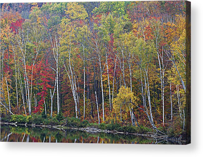 Birch Trees Acrylic Print featuring the photograph Adirondack Birch Foliage by Tony Beaver