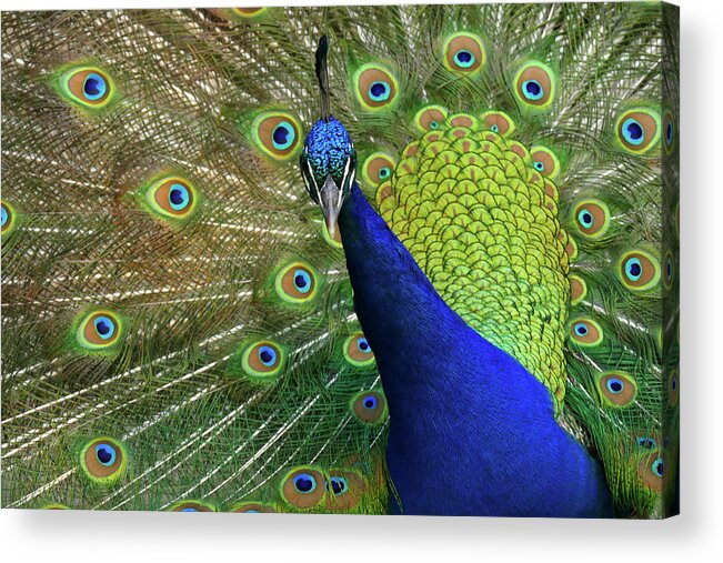 Peacock Acrylic Print featuring the photograph Admiration by Evelyn Tambour