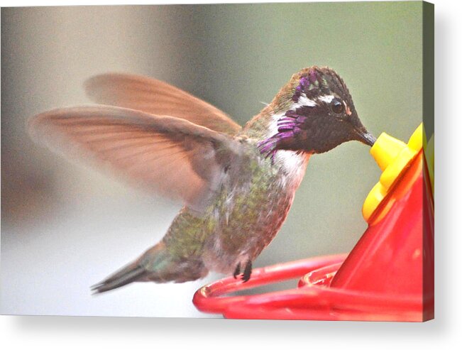 Animal Acrylic Print featuring the photograph Adolescent White Eared Hummingbird On Feeder Perch by Jay Milo