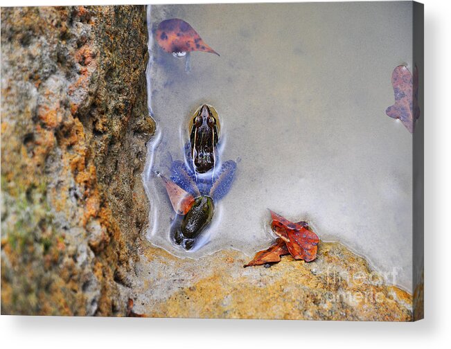 Frog Acrylic Print featuring the photograph Adopted Amphibian by Al Powell Photography USA