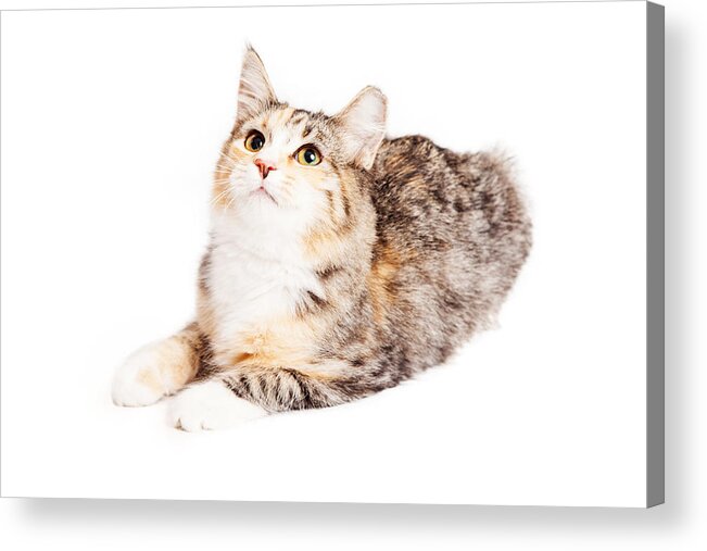 Adorable Acrylic Print featuring the photograph Adorable Calico Kitty Looking Up by Good Focused