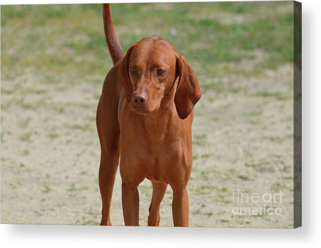 Redbone Coonhound Acrylic Print featuring the photograph Adorable Redbone Coonhound Standing Alone by DejaVu Designs