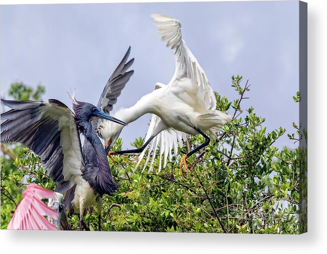 Egrets Acrylic Print featuring the photograph Aerial Battle Between Tricolored Heron and Snowy Egret by DB Hayes