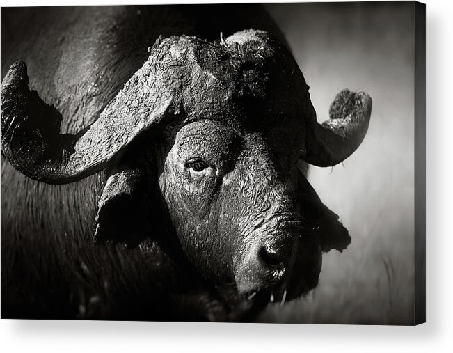 Buffalo Acrylic Print featuring the photograph African buffalo bull close-up by Johan Swanepoel