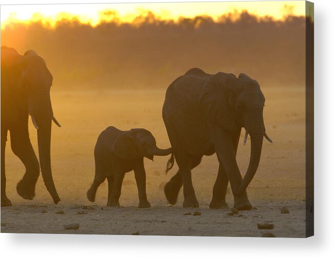 Mp Acrylic Print featuring the photograph African Elephant Loxodonta Africana by Pete Oxford