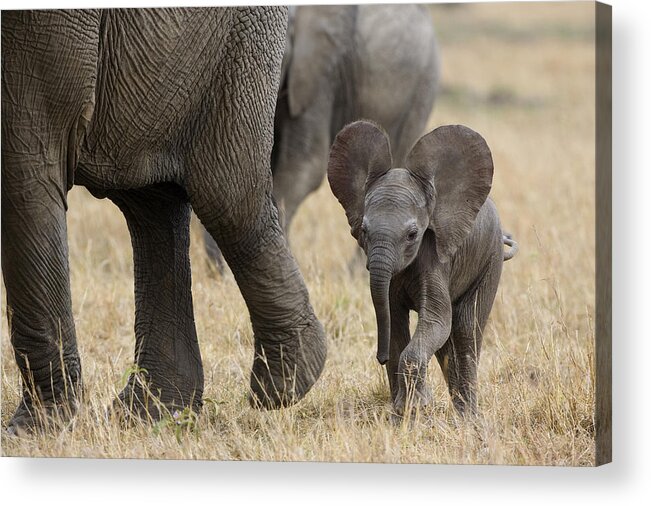 00784043 Acrylic Print featuring the photograph African Elephant Mother And Under 3 by Suzi Eszterhas