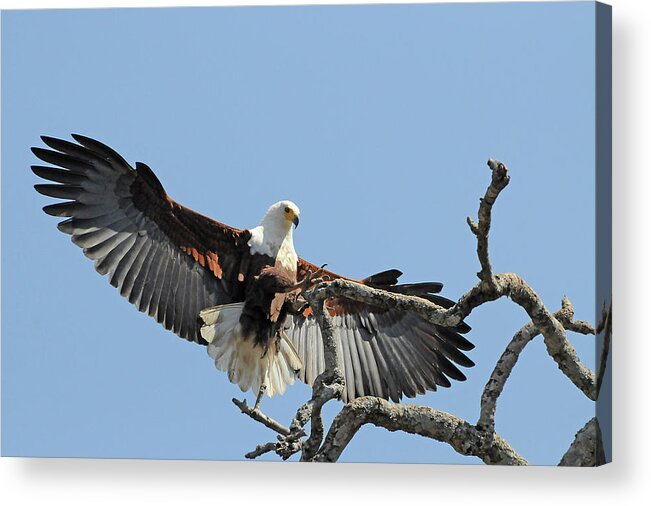 Africa Acrylic Print featuring the photograph African Fish Eagle by Ted Keller