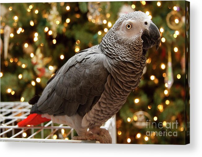 African Grey Acrylic Print featuring the photograph African Grey Parrot Christmas by Jill Lang