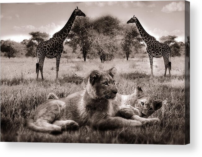 Lions Acrylic Print featuring the photograph African life by Christine Sponchia