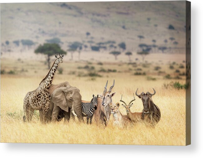 Masai Mara Acrylic Print featuring the photograph African Safari Animals in Dreamy Kenya Scene by Good Focused