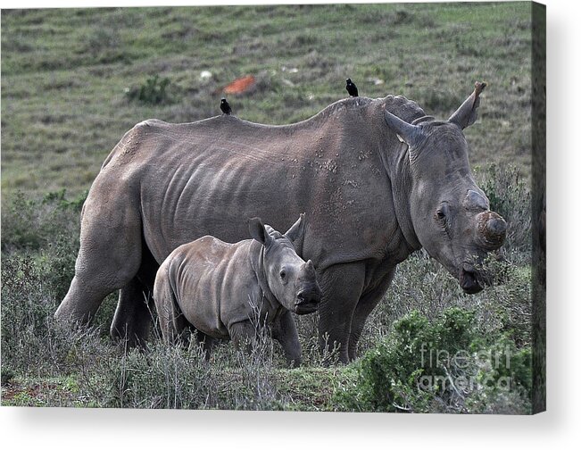 Kariega Game Reserve Acrylic Print featuring the photograph African White Rhino and calf by Josephine Cohn
