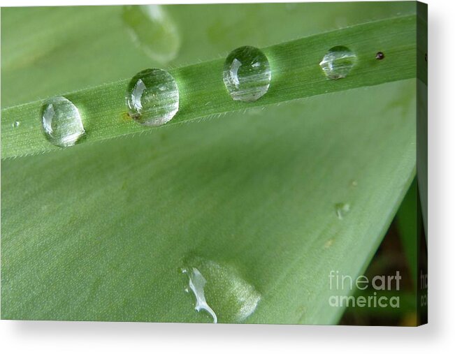 After The Rain Acrylic Print featuring the photograph After the rain by Jean Bernard Roussilhe