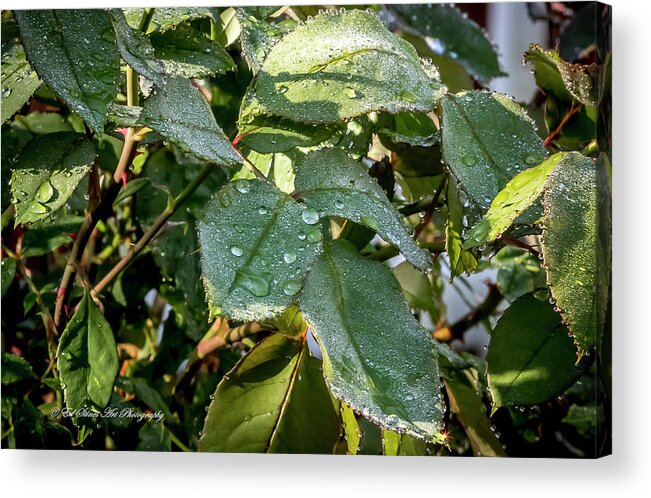 Rosebush Acrylic Print featuring the digital art After the Rains by Ed Stines