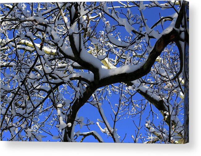 Winter Tree Acrylic Print featuring the photograph After the Storm 030218 9 by Mary Bedy