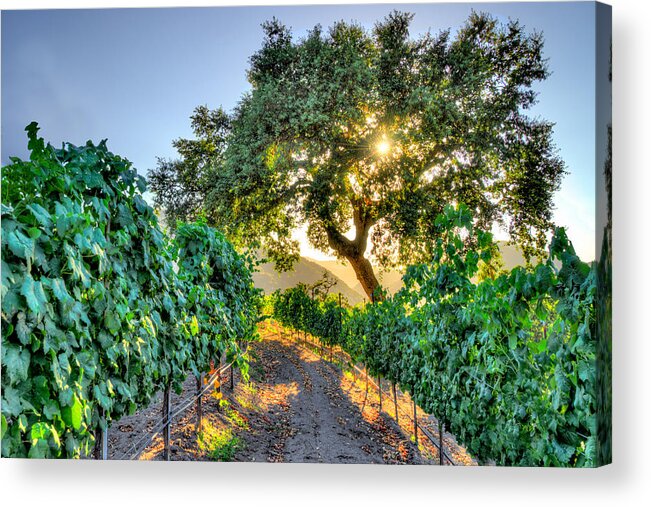 Carmel Valley Acrylic Print featuring the photograph Afternoon in the Vineyard by Derek Dean