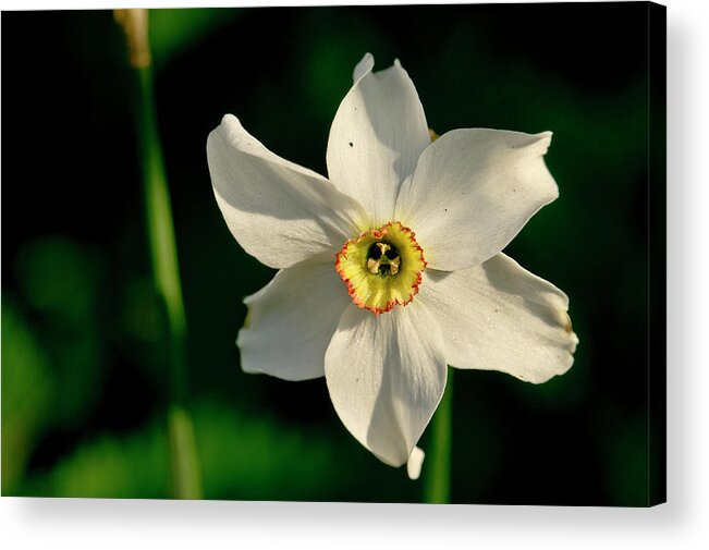 Forest Acrylic Print featuring the photograph Afternoon of Narcissus Poeticus. by Elena Perelman