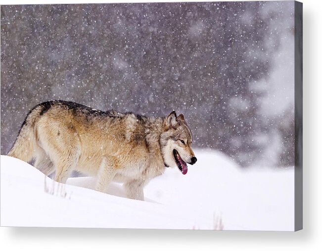 Wolf Acrylic Print featuring the photograph Agate Wolf 113M in Falling Snow by Mark Miller