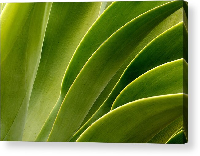 Plant Acrylic Print featuring the photograph Agave by Eric Foltz