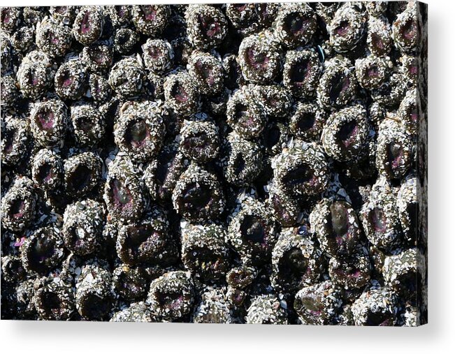 Aggregating Anemones Acrylic Print featuring the photograph Aggregating Anemones by Christy Pooschke