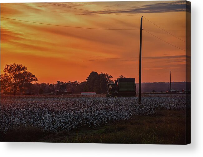 Alabama Acrylic Print featuring the photograph Alabama Cotton Fields by Daryl Clark