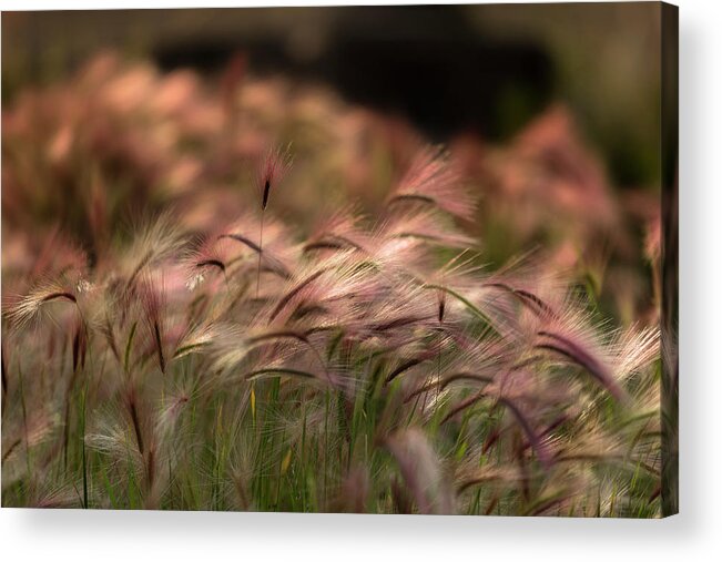Abstract Acrylic Print featuring the photograph Alaskan Summer Foxtail by Scott Slone