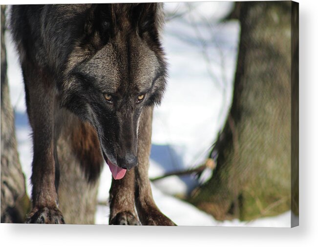 Wolf Acrylic Print featuring the photograph Alaskan Tundra Wolf by Azthet Photography