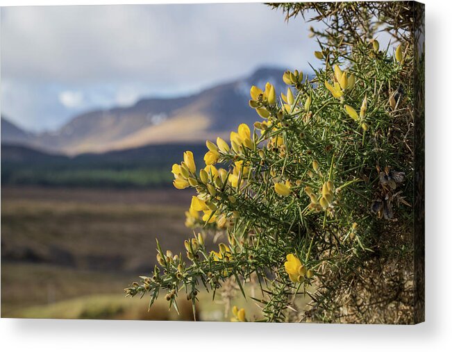 Gorse Acrylic Print featuring the photograph Alba by Holly Ross