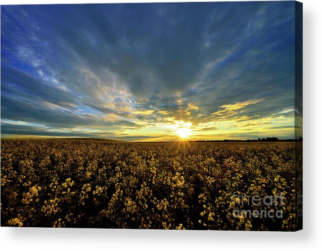 Terry Elniski Photography Acrylic Print featuring the photograph Alberta Canola Field At Sunset by Terry Elniski