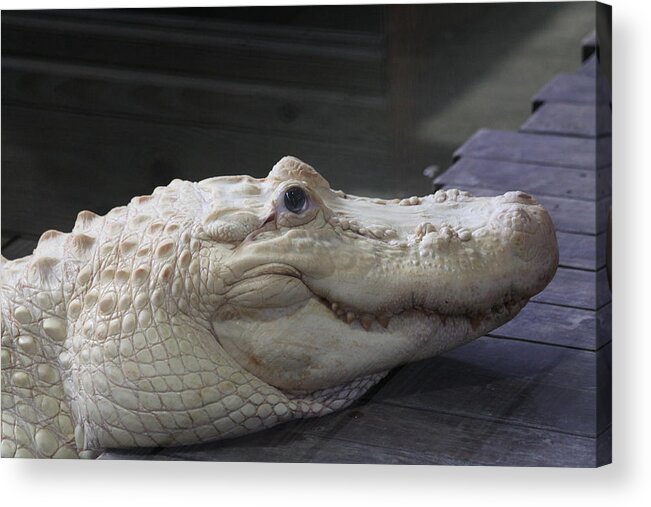  Acrylic Print featuring the photograph Albino Gator by Jeanne Andrews