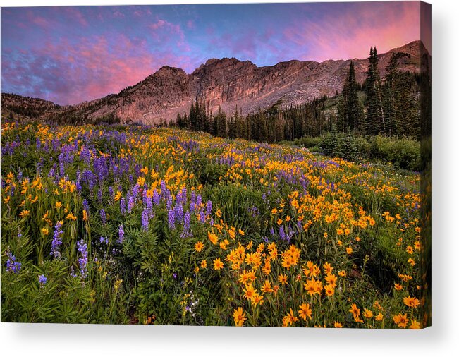 Albion Basin Acrylic Print featuring the photograph Albion Wild by Ryan Smith