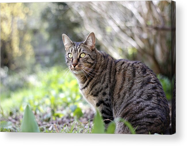 Animal Acrylic Print featuring the photograph Alert by Helga Novelli