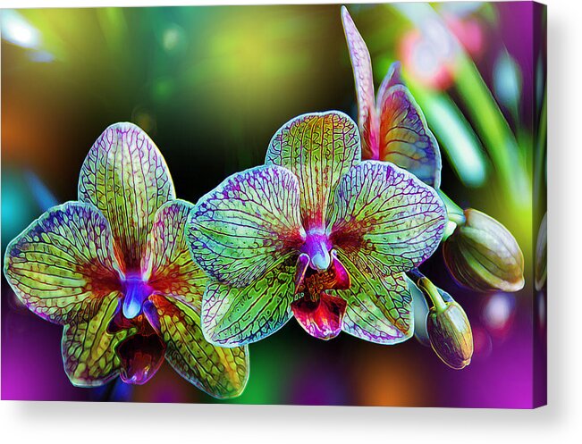 Orchids Acrylic Print featuring the photograph Alien Orchids by Bill and Linda Tiepelman