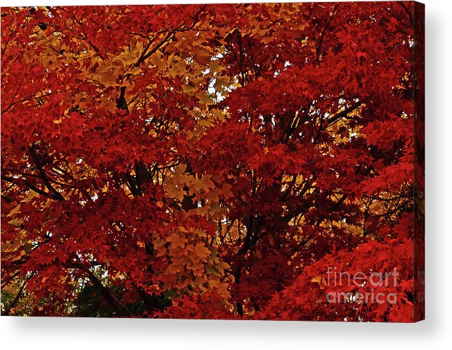 Art For The Wall...patzer Photography Acrylic Print featuring the photograph All About Maple by Greg Patzer