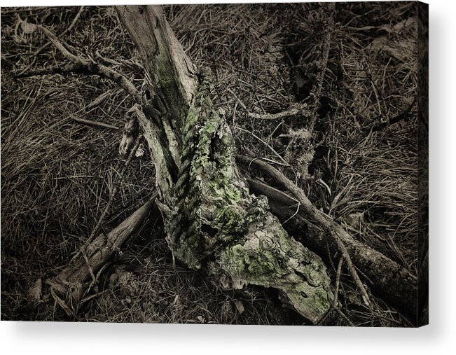 Tree Limb Acrylic Print featuring the photograph All That Remains by Sue Capuano