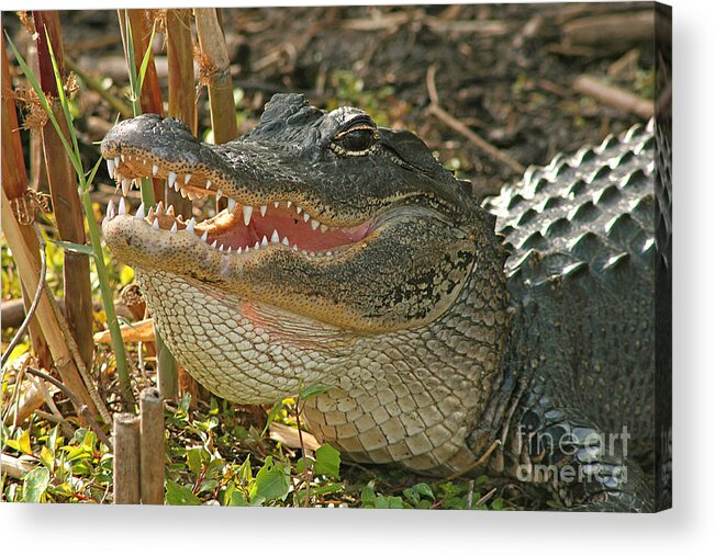 Alligator Acrylic Print featuring the photograph Alligator Showing Its Teeth by Max Allen