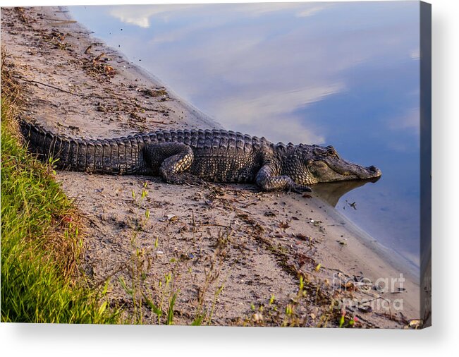 Gators Acrylic Print featuring the photograph Alligator warming in the sun by Zina Stromberg