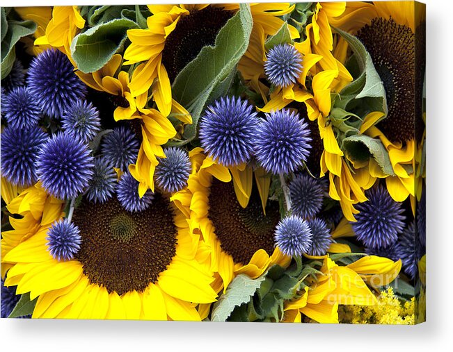 Agriculture Acrylic Print featuring the photograph Allium and sunflowers by Jane Rix