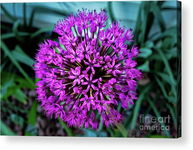 Ornamental Acrylic Print featuring the photograph Allium by Robert Bales